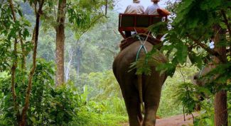 Картинка по теме - как нарисовать джунгли