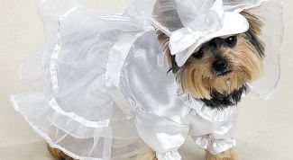 Картинка по теме - как определить размер одежды собаки