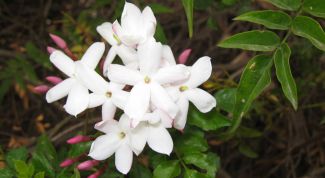 Картинка по теме - как размножить жасмин