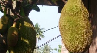 Картинка по теме - как привезти фрукты из таиланда