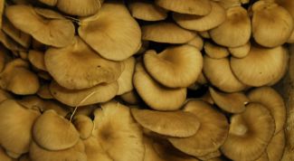 Картинка по теме - как жарить грибы вешенки