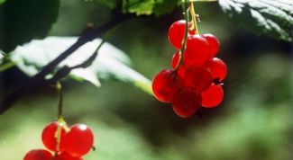 Картинка по теме - почему экология важна