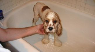Картинка по теме - как мыть кокер-спаниеля