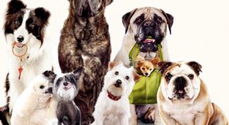 Картинка по теме - как дать собаке имя