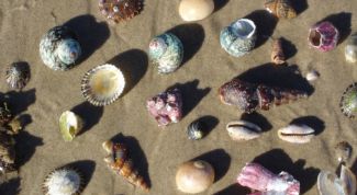 Картинка по теме - как сделать картину из ракушек