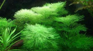 Картинка по теме - как посадить водоросли