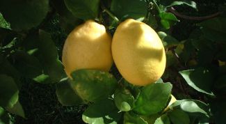 Картинка по теме - почему у лимона опадают листья