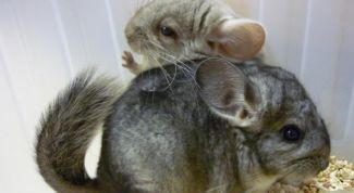 Картинка по теме - как сводить шиншилл