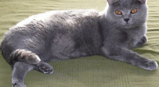 Картинка по теме - как лечить чумку у кошек