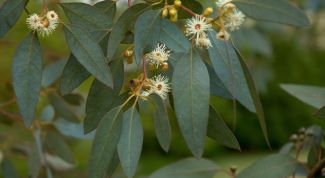 Картинка по теме - как вырастить эвкалипт