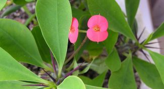 Картинка по теме - как посадить молочай