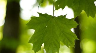 Картинка по теме - что такое фотосинтез