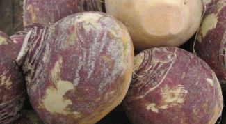 Картинка по теме - как выращивать репу