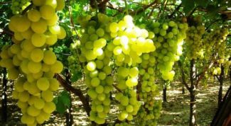 Картинка по теме - как лечить виноград от тли