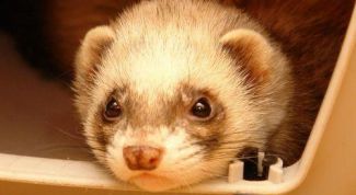 Картинка по теме - как назвать хорька