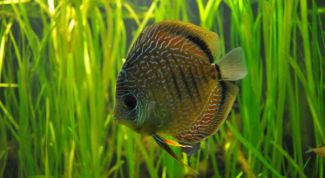 Картинка по теме - как избавиться от зелени в аквариуме