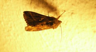 Картинка по теме - почему появляется моль