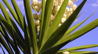 Картинка по теме - как пересаживать вечнозеленую юкку