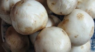 Картинка по теме - нужно ли варить грибы перед жаркой