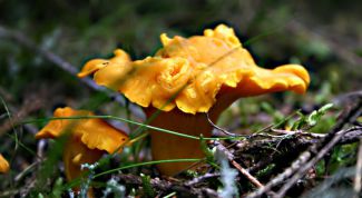 Картинка по теме - блюда из лисичек