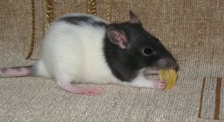 Картинка по теме - как купать декоративных крыс