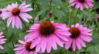 Картинка по теме - как заварить эхинацею