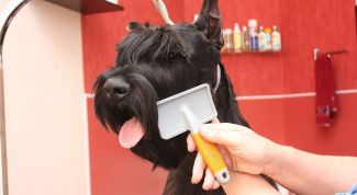 Картинка по теме - как открыть ветклинику