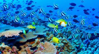 Картинка по теме - почему популяцию называют единицей эволюции