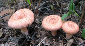 Картинка по теме - как найти гриб волнушку