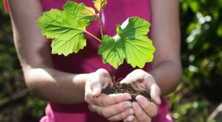 Картинка по теме - как начать новую жизнь без мужа