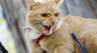 Картинка по теме - как определить бешенство у кошки