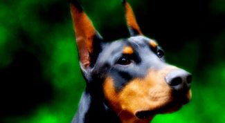 Картинка по теме - как дрессировать добермана