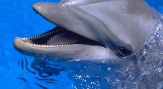 Картинка по теме - как заказать билеты в дельфинарий