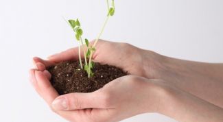 Картинка по теме - как готовить грунт