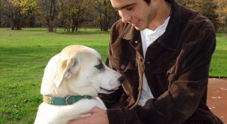 Картинка по теме - как приручить взрослую собаку