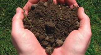 Картинка по теме - как подготовить почву для выращивания цветов