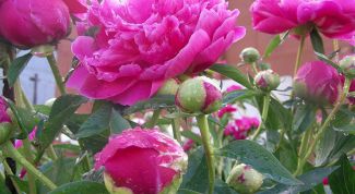 Картинка по теме - как пить настойку пиона