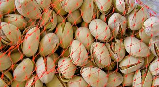 Картинка по теме - как вырастить фисташки