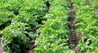 Картинка по теме - как вырастить много картофеля