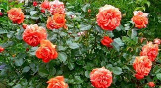 Картинка по теме - как вылечить розу
