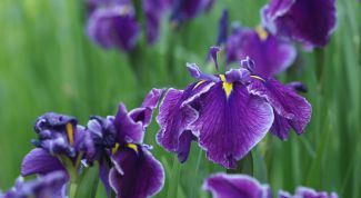 Картинка по теме - как пересадить ирис