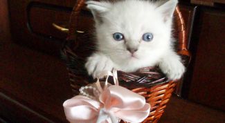 Картинка по теме - что нужно для здоровья кошек