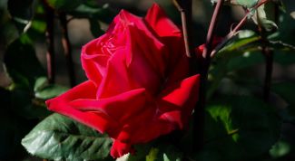 Картинка по теме - как приготовить розовое масло