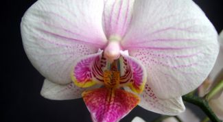 Картинка по теме - как обрезать фаленопсис