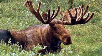 Картинка по теме - как прикормить лося