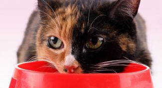 Картинка по теме - как лечить печень у кота