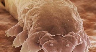 Картинка по теме - как лечить подкожного клеща у кошки