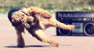 Картинка по теме - как научить собаку танцевать