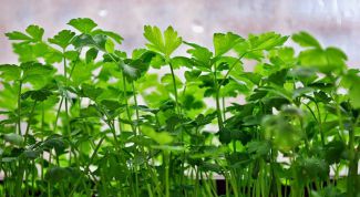 Картинка по теме - как вырастить петрушку зимой