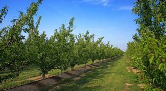 Картинка по теме - как пересадить взрослое дерево